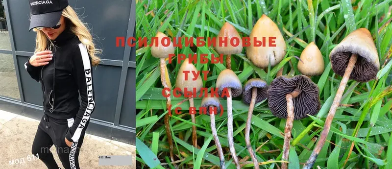 Псилоцибиновые грибы Magic Shrooms  Богородицк 